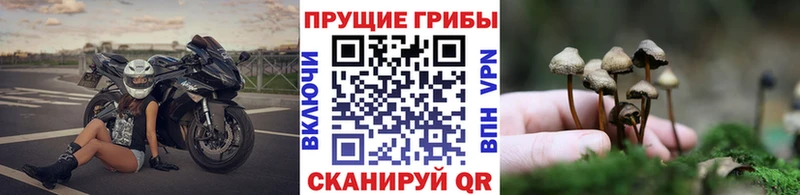 Галлюциногенные грибы Cubensis  площадка официальный сайт  Верхоянск  блэк спрут зеркало 